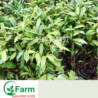 cây vú sữa -cây ươm từ hạt