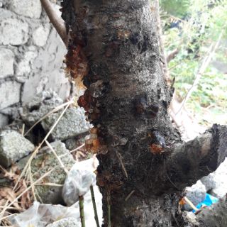 Nhựa đào dẻo