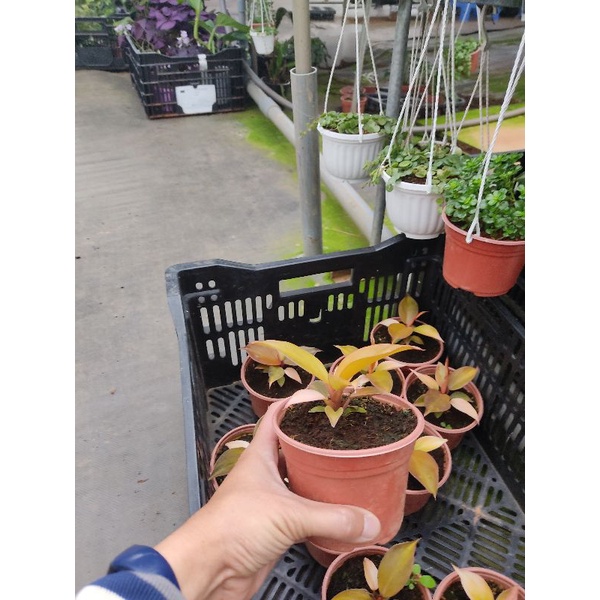 Chậu cứng Philodendron imperial orange- Đế vương cam
