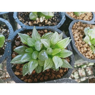 Sen đá haworthia mutant 10-12 cm (một chậu hai cây)