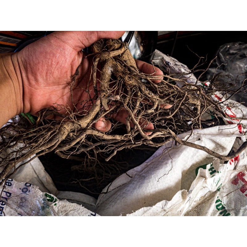 Rễ Dương Cao Cấp (100GR)| Trang Trí Trải Nền, Setup Layout : Thủy Sinh, Biotope, Blackwater | Giá siêu tốt