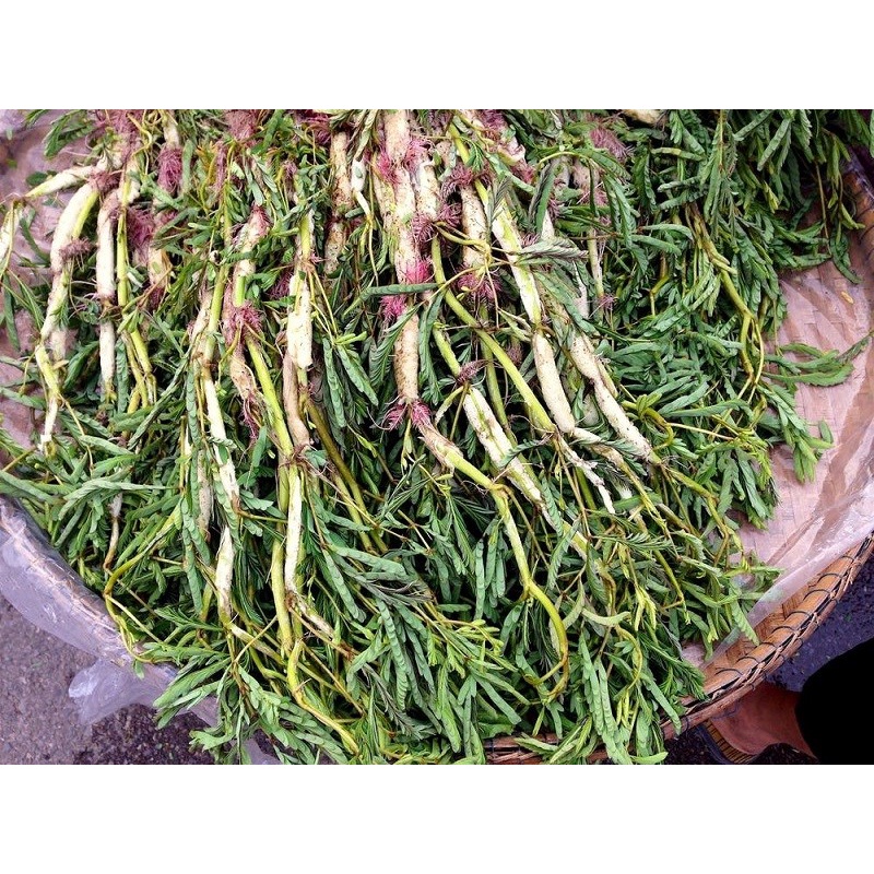 Hạt giống rau nhút  - Gói 50 Hạt KNS265