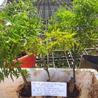 Cây giống Sâm Đinh Lăng