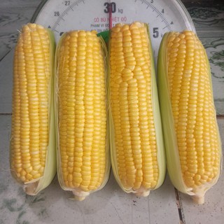 Hạt giống bắp mỹ F1 vàng - gói 10 gram BẮP NGỌT