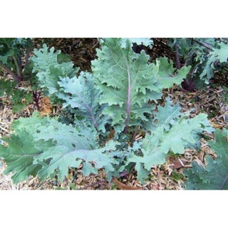 Hạt giống cải kale đỏ mỹ 100h