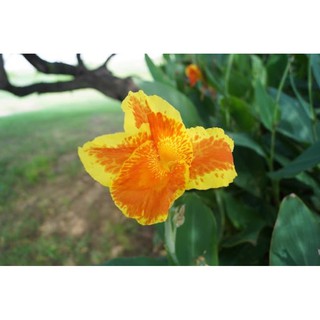 Củ Giống Chuối Hoa Dễ Trồng - 1 Củ
