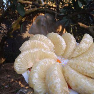 BƯỞI DIỄN SỊN ( BAO NGỌT)