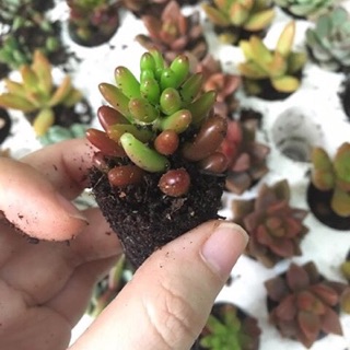 Sen đá❤️Sen đá mini/Sen vỉ [GIÁ SIÊU RẺ] ❤️❤️