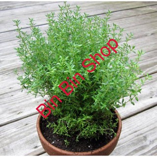 HẠT GIỐNG CÂY XẠ HƯƠNG - 50 hạt