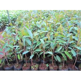 Cây giống táo lê Đài Loan - Táo Thái - cho trái to  vỏ mỏng, ăn giòn ngon và ngọt - Trang Flower