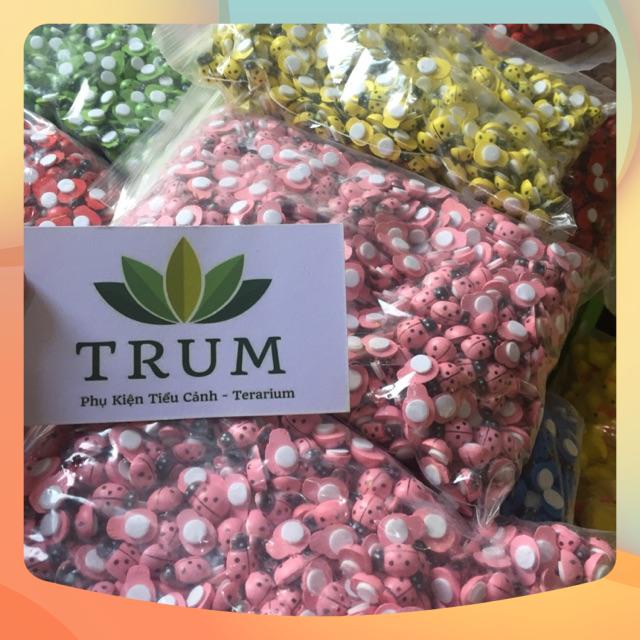 1000 Bọ Cánh Cứng Trang Trí Tiểu Cảnh Sen Đá - Terrarium