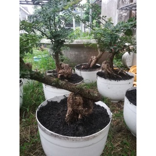 combo 2 Phôi Cây Cần Thăng Bonsai