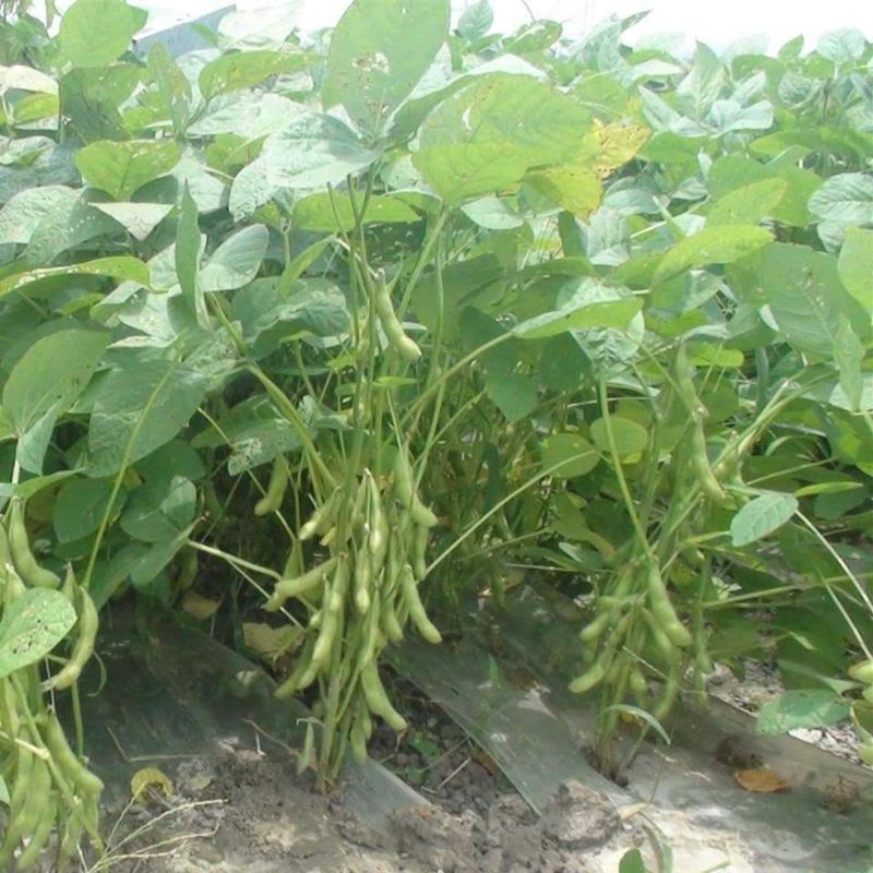 Hạt giống đậu nành Nhật Siêu to_ Gói 20gr