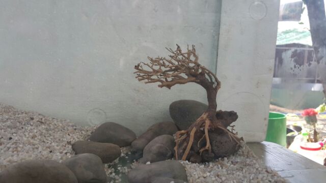 Lũa Bonsai cấy rêu ôm đá. drc