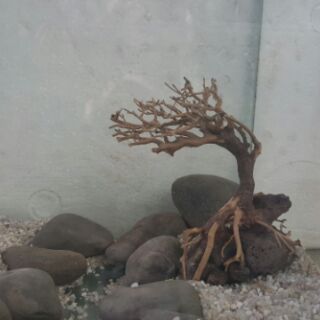 Lũa Bonsai cấy rêu ôm đá.( 13,7,15 cm) drc