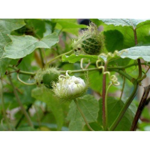 Cao lạc tiên - Đinh lăng Minh Nhi - lọ 100gr | BigBuy360 - bigbuy360.vn