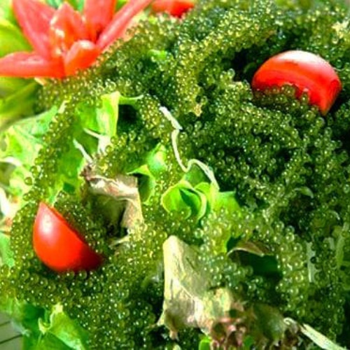 Rong Nho Muối - 100 gram