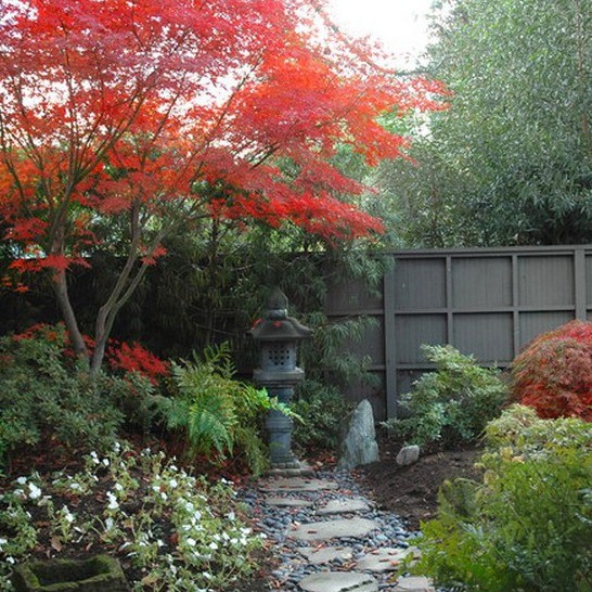 Hạt giống cây phong lá đỏ 10hạt TẶNG kèm 5 viên nén ươm hạt - HGT