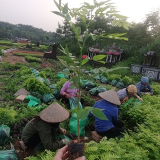Combo 10 cây sưa đỏ giống