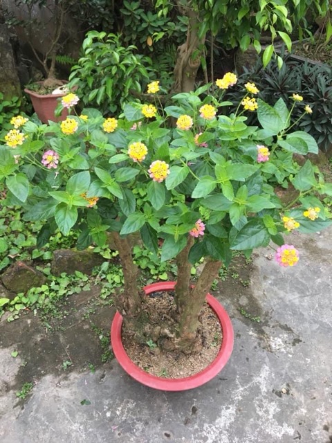 Phôi hoa ngũ sắc