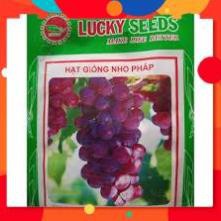 Hạt Giống Nho Pháp Lùn LUCKY SEEDS ( 10 hạt)