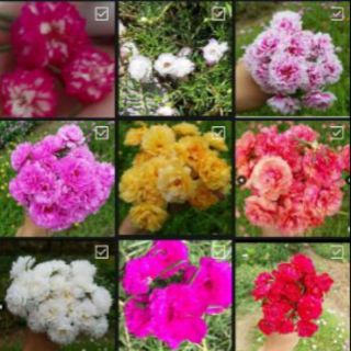hoa mười h(0.3kgđủ 9 màu)