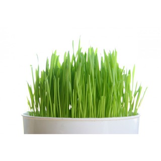 Gói 1kg Hạt giống mầm lúa mạch - đại mạch