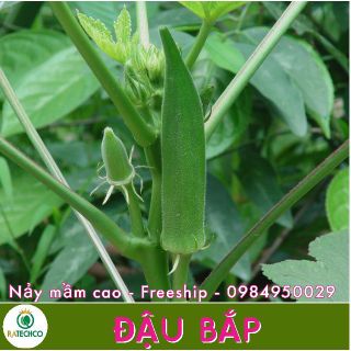 Hạt Giống Đậu Bắp Lai Nhập Khẩu - 50 hạt, Năng Suất, Chất Lượng Cao