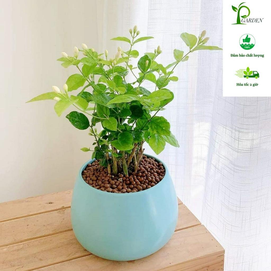 Hoa nhài SIÊU BÔNG MIX CHẬU để bàn