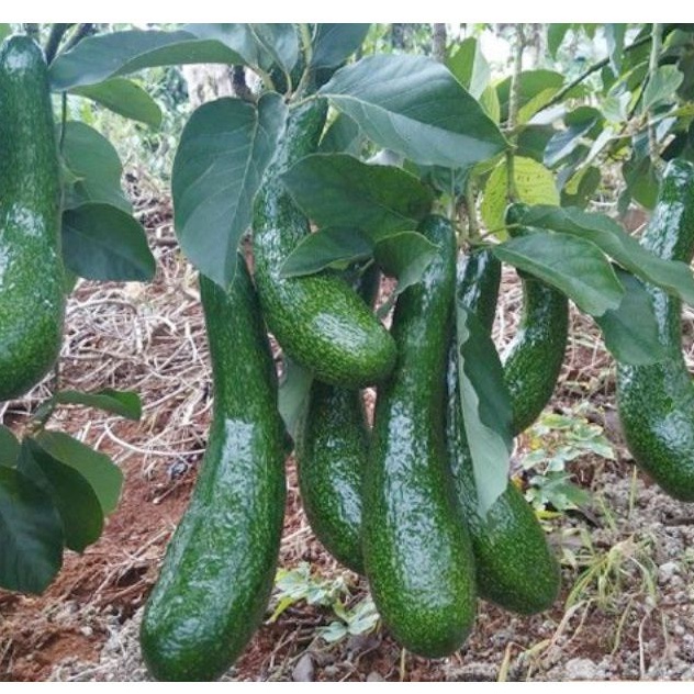 Cây Giống Bơ Trái Dài 034