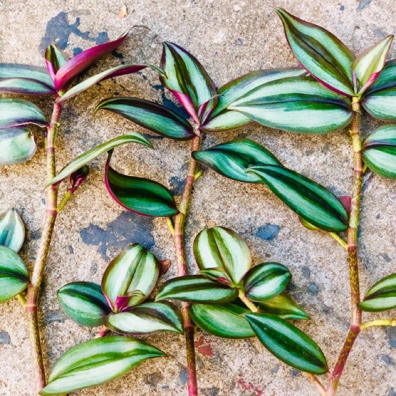 Chậu cây thài lài thái tím