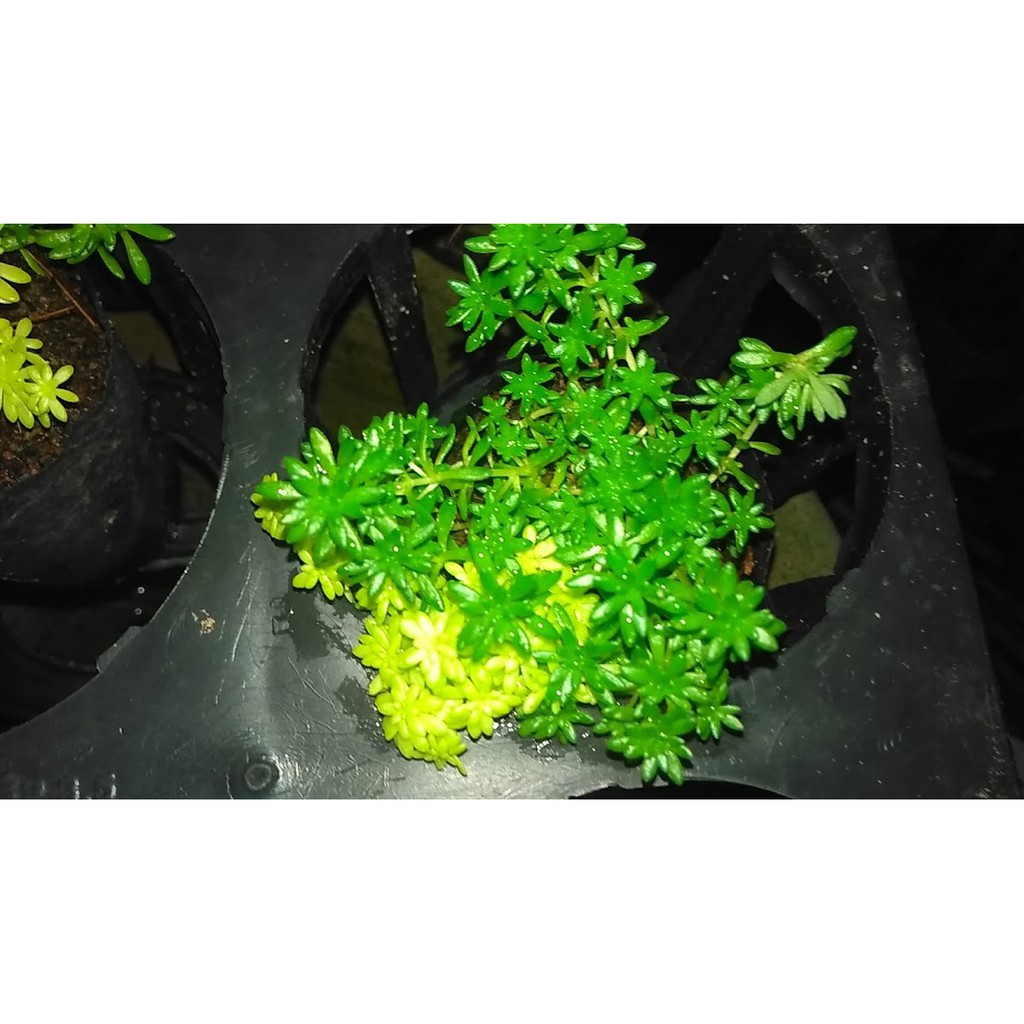 Cây Sedum cỏ vàng mix cỏ trắng dùng trồng viền, trang trí thảm cỏ