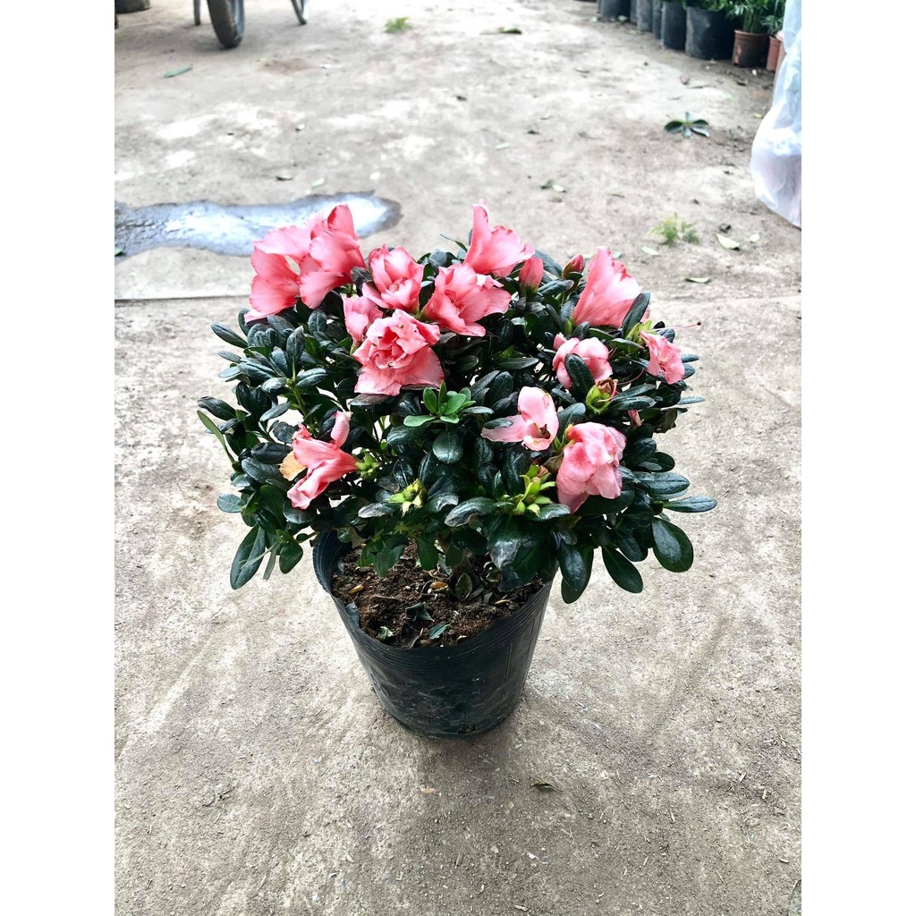 Cây hoa đỗ quyên - THẾ GIỚI HOA CÂY CẢNH - .