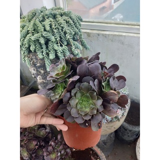 Sen Đá AEO 2 Màu Xanh Tím Chuẩn Màu Đẹp Thuần Tự Nhiên💗💗