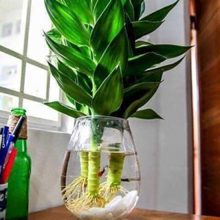 Phát tài búp sen- cây nhổ gốc, cây có rễ