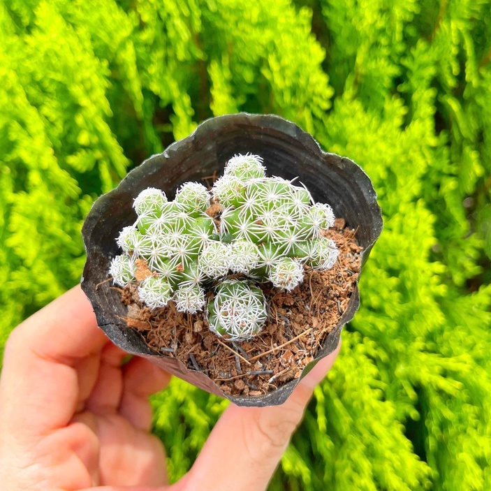 Xương rồng trứng chim nhỏ 3-5cm