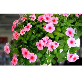 Hạt Giống Hoa Dừa Cạn Rủ Gói 20 Hạt