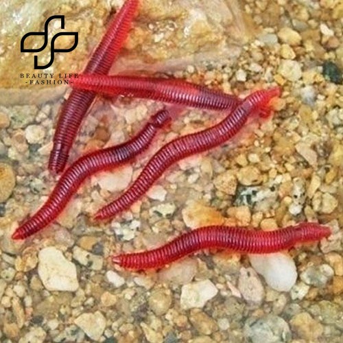 Bộ 50 Mồi Câu Cá Hình Giun Đỏ Nhân Tạo