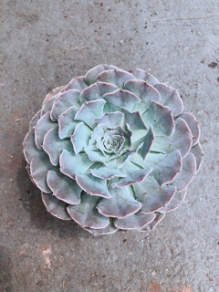 Sen Bắp Cải Tím