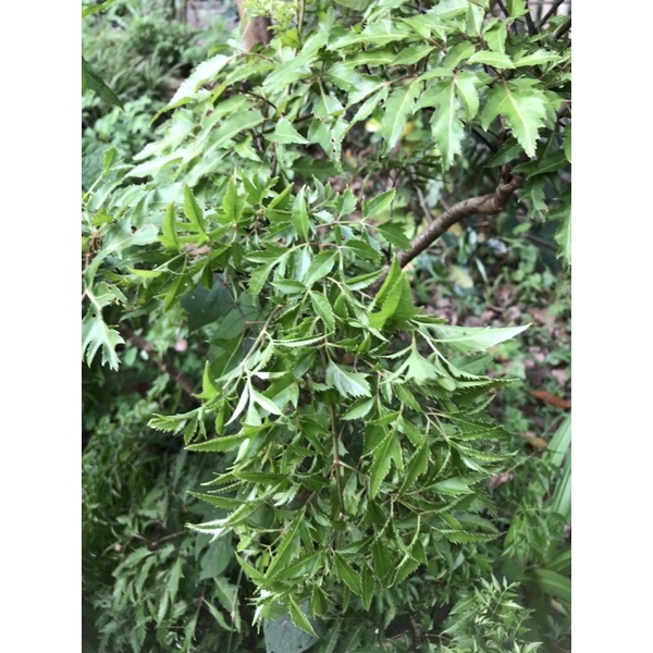Giống Đinh lăng ta lá nhỏ