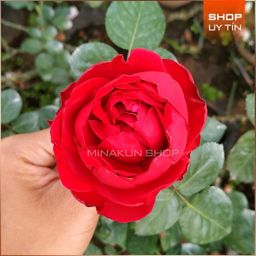 Hoa hồng leo ngoại Red Eden cực đẹp MinaKun Shop