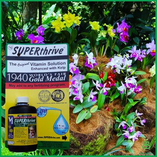Thuốc kích thích sinh trưởng cho lan Super thrive 60ml