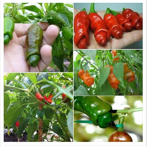 Combo 3 Gói Hạt Giống Ớt Ngọt CHUÔNG, ỚT CU TÍ, ỚT NGŨ SẮC