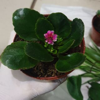 Combo cây giống sống đời kép và cây cỏ Lan Chi