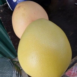 Bưởi lùn Tứ Xuyên
