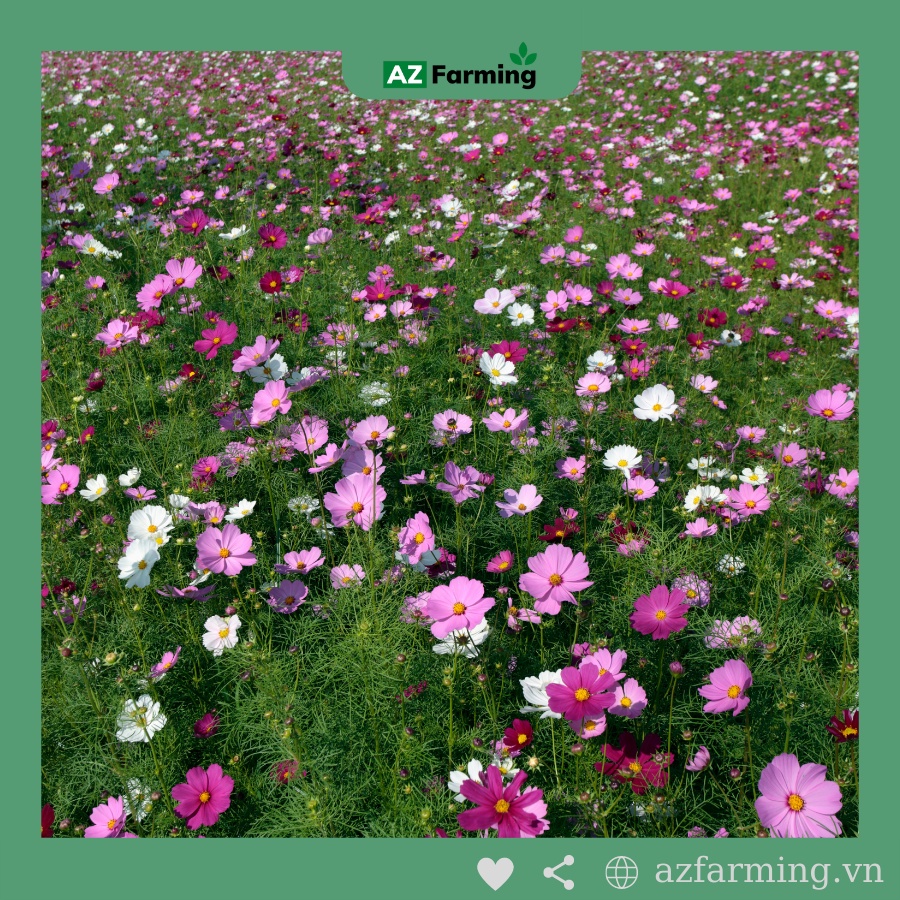 Hạt Giống Hoa Sao Nhái Mix Nhiều Màu - Gói 600 Hạt - AZ Farming