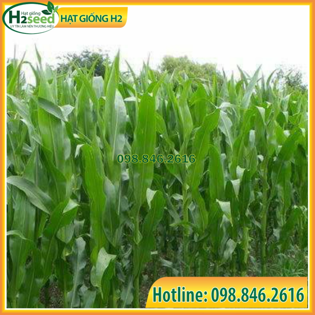 Hạt giống cỏ Lai Sudan Super BMR - gói 50g siêu dinh dưỡng dùng trong chăn nuôi trâu, bò, cá, thỏ...