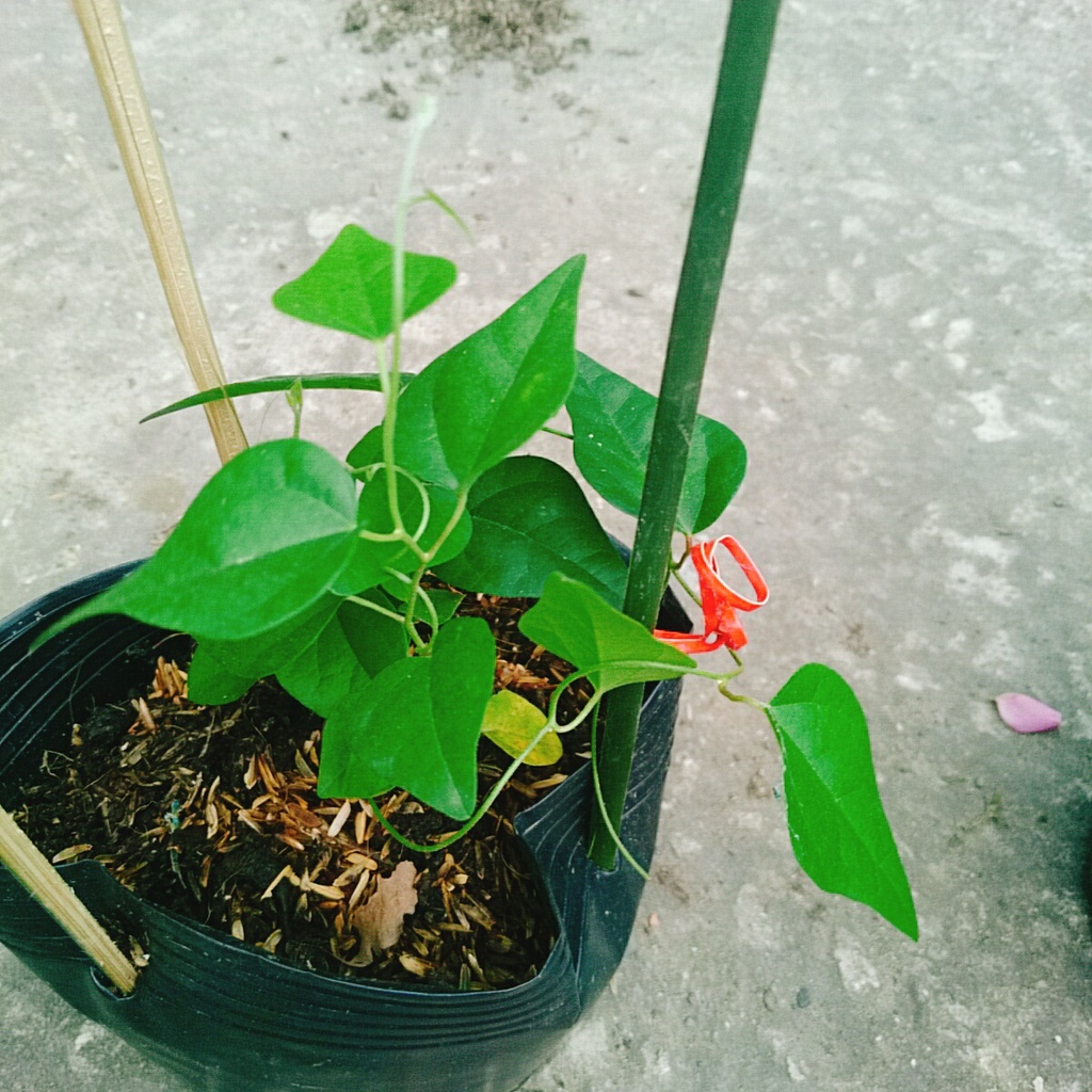 Cây sương sâm trơn
