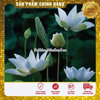 Hạt Giống Sen Nước Mix( 5 hạt - 5 màu)