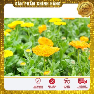 Hạt Giống Hoa Cúc Su Si Mix (50 hạt )